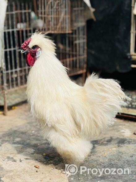 Silky murgi
