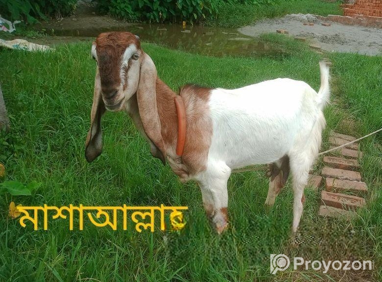 মেউতি তোতা ছাগি