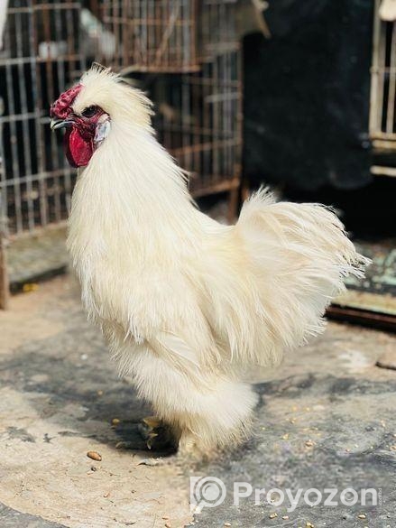 Silky murgi