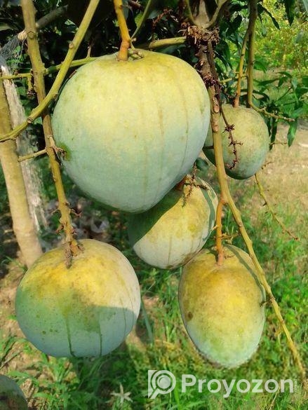 সুস্বাদু, আকর্ষণীয়, কাঁচামিঠা, মিষ্টি আম বিক্রি ক