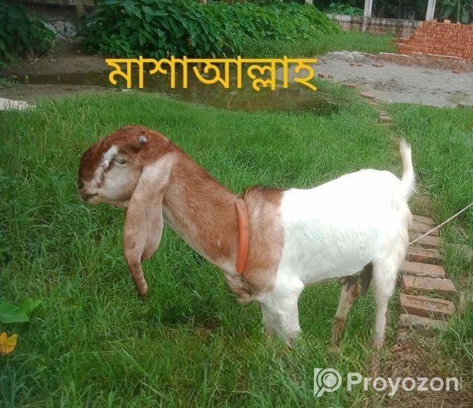 মেউতি তোতা ছাগি