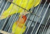 Lutino Red Head Opaline.. Raning