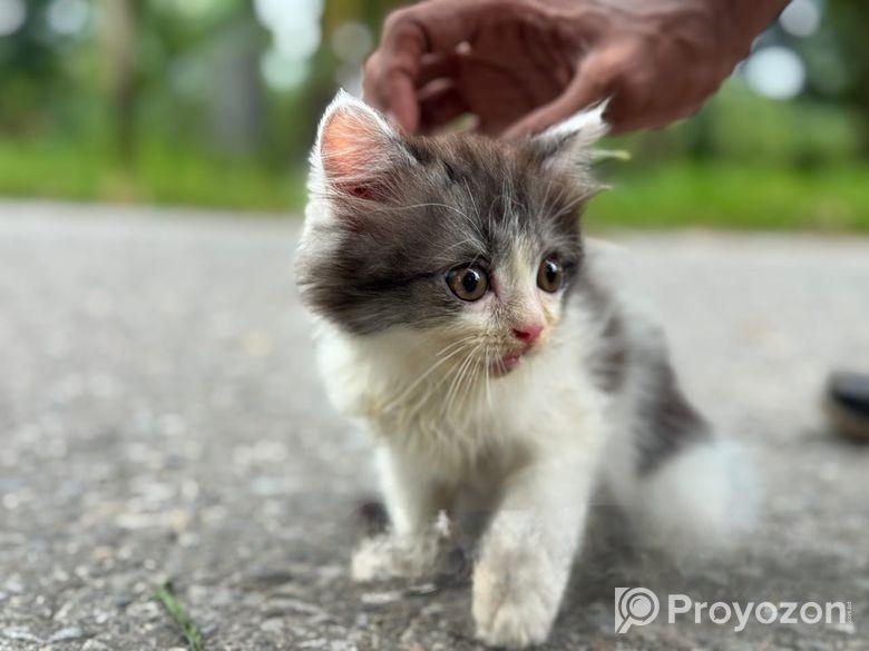 High quality mixed persian