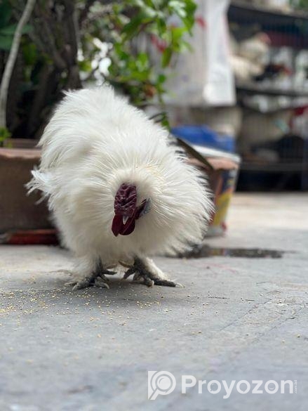 Silky murgi