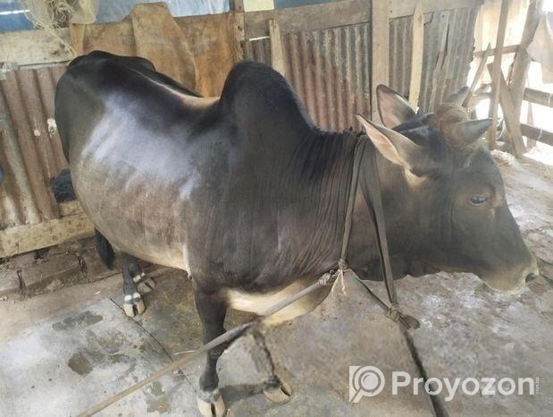 দেশি গরু
