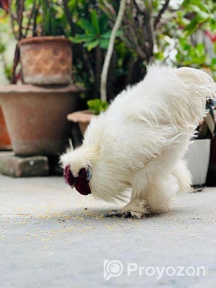 Silky murgi