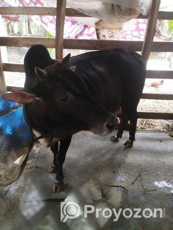 দেশি গরু