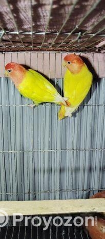 Lutino Red Head Opaline.. Raning
