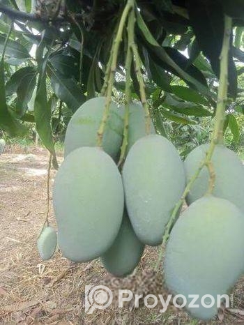 লেংরা – ভারিভালগা নাকফজলি- হিমসাগর আম রুপালি বানানা-