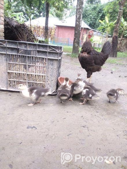 গলা ছিলা মুরগি সহ চীন হাঁসের বাচ্চা