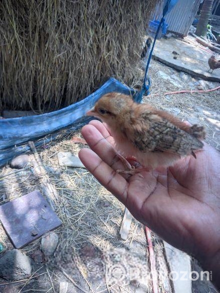 দেশি মুরগির বাচ্চা।