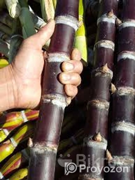 ফিলিপাইনের কালো আখ