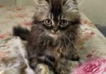 Triple Coat Persian Male Cat