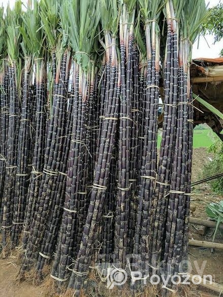 ফিলিপাইনের কালো আখ