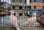 অস্ট্রেলিয়ান ঘুঘু পাখি।