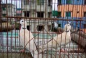 অস্ট্রেলিয়ান ঘুঘু পাখি।
