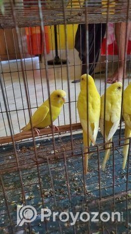 বাজ্রিগার পাখি ( ছোট লাভ বার্ড)