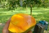 হিমসাগর