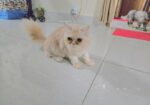 পার্শিয়ান বিড়াল