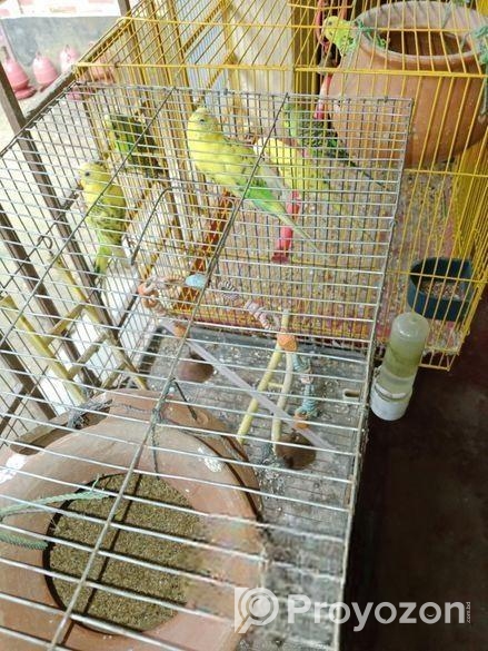 বাজরীগড় পাখি বিক্রি