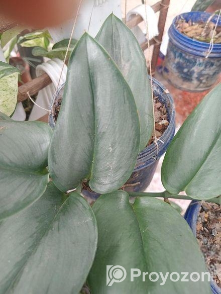 ইনডোর প্লান্ট