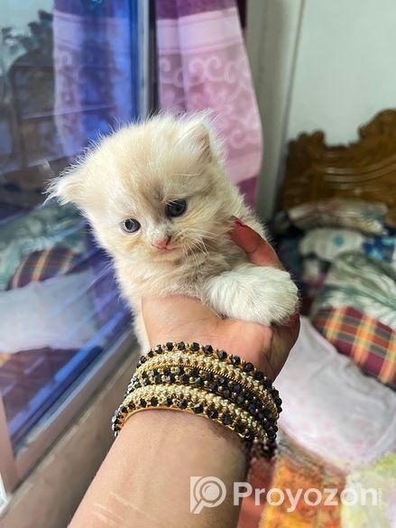 Pure Persian Kitten Cat