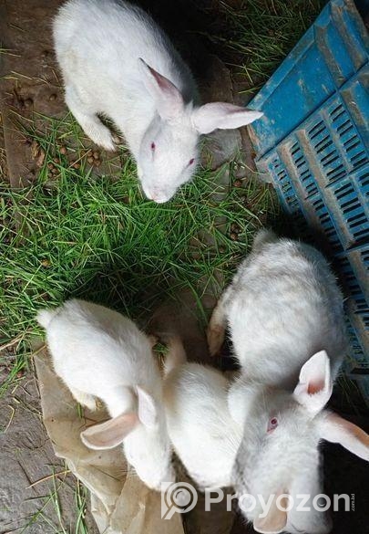 Rabbit sale