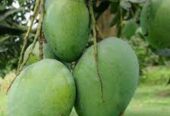 আম রুপালি নিজ বাগানের
