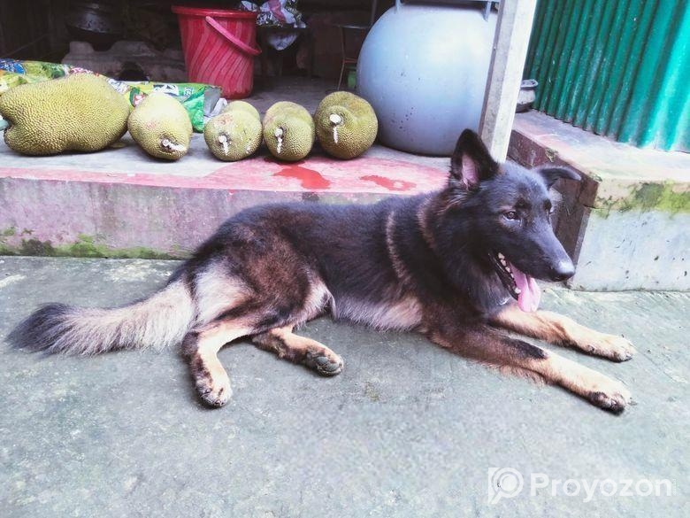 Dog for sell