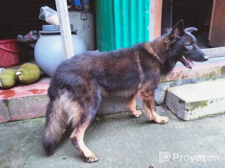Dog for sell