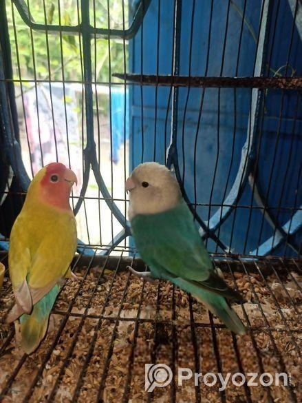 Love Bird Full Train
