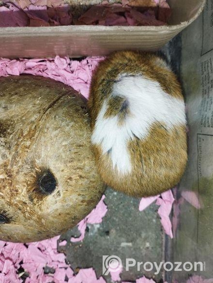 Syrian Hamster