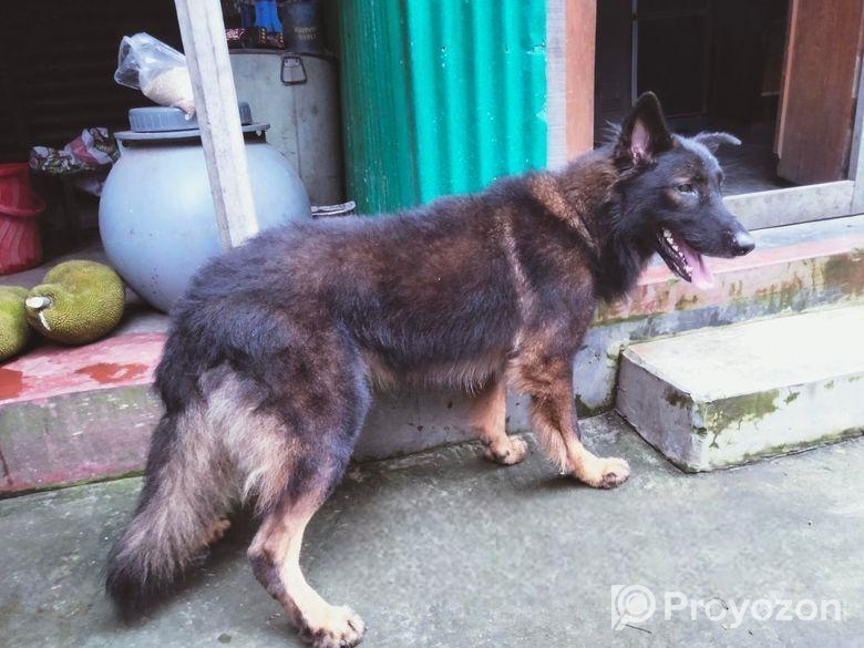 Dog for sell