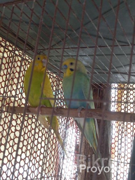 বারজিকা ডিম বাচ্চা +খাচা সহ পাখি বিক্রি হবে