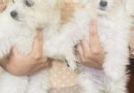 Dog sell