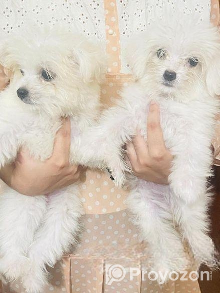 Dog sell