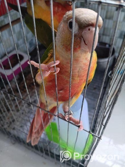 Pineapple counur