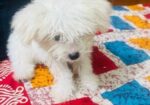 Dog sell