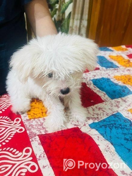 Dog sell