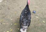 রানিং একজোড়া তুর্কি মুরগি