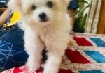 Dog sell