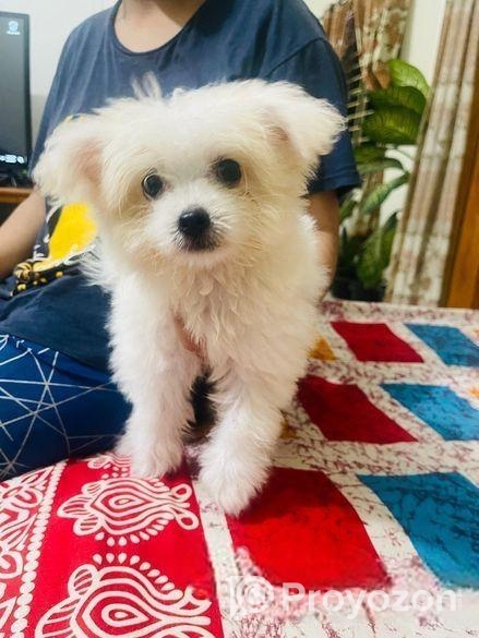 Dog sell