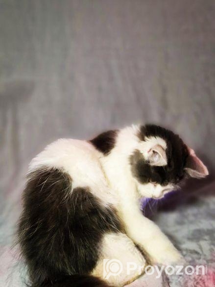 Persian Male Calico