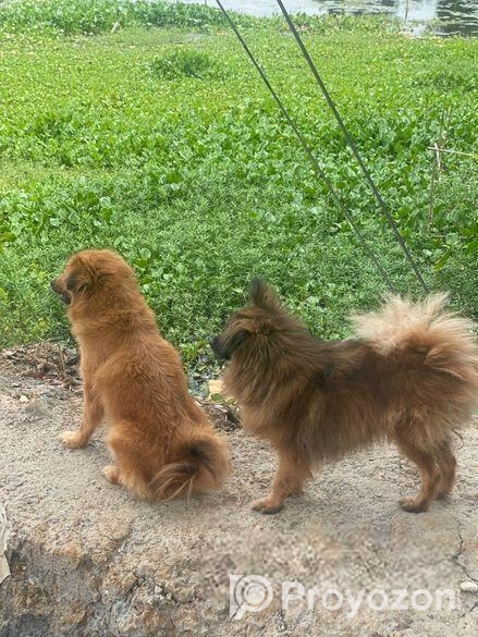Dog For Sell