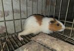 Guinea pig 12 pis