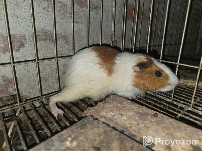 Guinea pig 12 pis