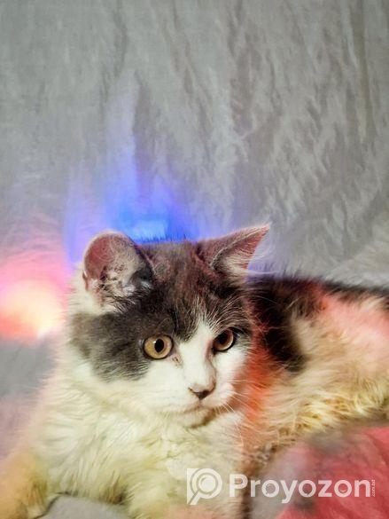 Persian Male Calico
