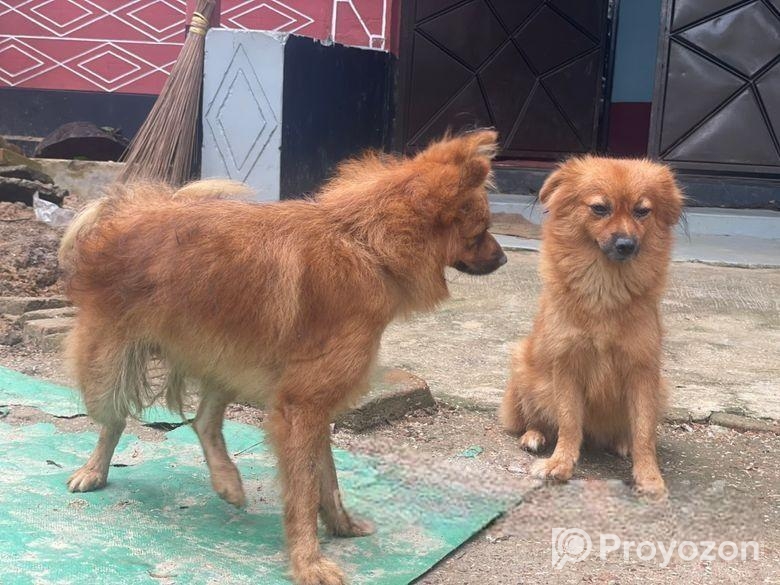 Dog For Sell