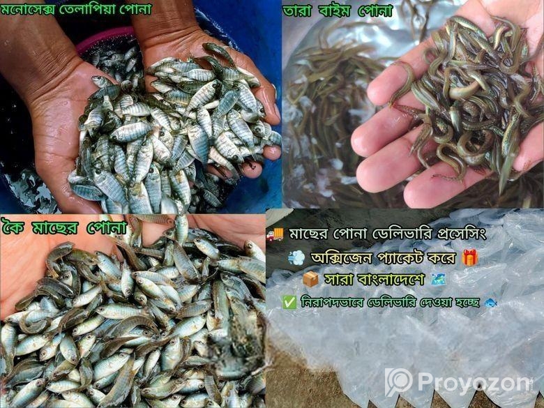 দেশি মাছের পোনা বিক্রি সারা বাংলাদেশে