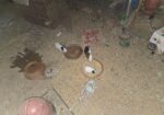 Guinea pig 12 pis